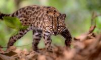 New species of wild cat identified in Bolivia - first for more than 100 years