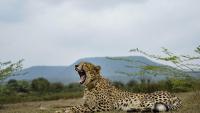 As Project Cheetah completes 4 years, big cat population in India rises to 52