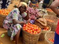 Tomato farmers at Anloga-Avume call for buyers, government intervention 