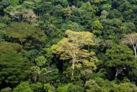 Ahead of UN General Assembly president Tshisekedi urged to halt expansion of extractive projects in Kivu-Kinshasa Green Corridor