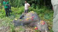 Second wild elephant calf dies in 3 days along Bhutan border in Tamulpur