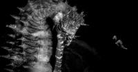 Striking Shot of Sea Horses Wins the Prestigious Ocean Photographer of the Year 2026