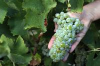 Winegrape Purchases Code consultation opens