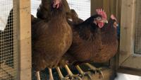 Montana confirms bird flu in Ravalli County chicken flock
