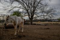 USDA Confirms Screwworm in a West Texas Ranch Horse as Texas Releases Other Infested Zones