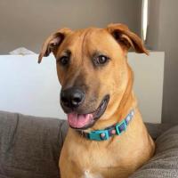 Deceased dog whose microchip wasn’t checked by highway crew raises questions about Virginia policies, laws