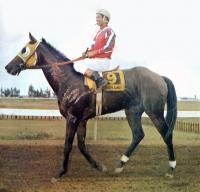 The best thoroughbreds to race at Caymanas Park since 1959