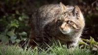 A Tiny Bolivian Wildcat Didn't Match Known Species, Then DNA Revealed a 1.4 Million-Year Evolutionary Split