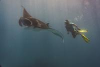 Into the blue: Manta encounters with Ellaidhoo Maldives by Cinnamon