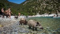 I went to a tiny Greek island to swim with pigs - it was nothing like I expected