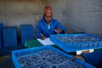 Zimbabwe farmers seek funds to cash in on China blueberry boo