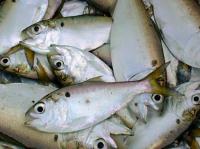 Ariola Calls For Federal Action To Protect Local Menhaden and Local Wildlife