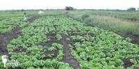 Solar irrigation doubles production and cuts costs for Afgoye farmers