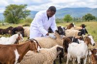 Tanzania steps up regional fight against PPR