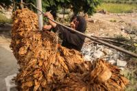 Southern Lebanon’s agricultural sector counts the cost of war