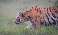 Wildlife tourism needs to look beyond the tiger, Says Gajendra Singh Rathore