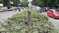 Nashik: 55 Trees Cut Down Under ₹10K Contract For Advertising Work, Six Arrested