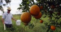 Could trees developed with gene-editing technology protect Florida's citrus industry?