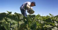 5 key farm labor strategy considerations for organic, conventional growers