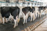 California adopts new limits to rein in dairy manure pollution and its ‘outsized’ groundwater impacts