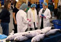 School pupils get a taste of salmon sector careers