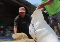 M4CR helps coastal farmers boost food security in Mahakam delta