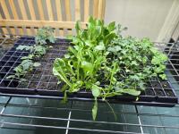 Growing Without Soil and Without Limits: How Canadian Schools are Using Hydroponics to Fight Food Insecurity