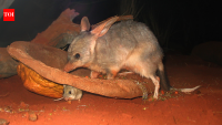 In 1997, scientists released captive-bred bilbies on an Australian island; 10 years later, they had occupied the entire island