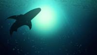 The shark myth is dead: Analysis reveals Australia’s new deadly shark attack reality