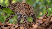 New Wild Cat Species Discovered in Bolivia After More Than a Century