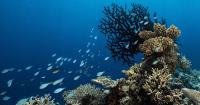 No sign of missing Singaporean diver in Palau; search called off after five days