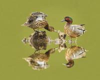 Maryland’s Early Teal Hunting Season Now Open!
