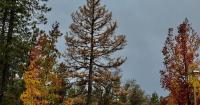 Seasonable early fall weather to continue throughout Nevada County