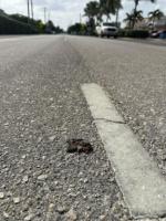 Turtle hatchlings found dead as artificial lights lead them away from sea
