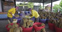 Thai durian growers adopt Chinese smart systems to meet rising demand