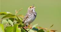 China's FamousSparrow APT Spies on US Politics in Latin America