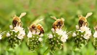 Brazil Girl Stung By Bee Swarm, Motorcyclist Uses Deodorant To Drive Bees Away And Save Her Life