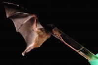 This Bat Has the Longest Tongue Among Mammals and It Hides It Inside Its Chest