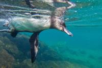 Global ocean breaks records with 100 days of heat as El Niño adds new threat