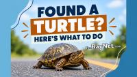 What To Do If You Find A Turtle In Southern Maryland — And What Not To Do