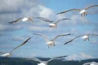 Bird Brained Science: An ode to our salty kin 