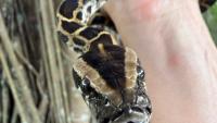 Florida contracts professional python hunters. How much can they make?