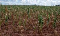 El Niño Phenomenon: Global Climate Pressures and Regional Agricultural Vulnerabilities