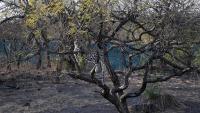 'Remarkable': Scientists discover new wild cat species for first time in 100 years