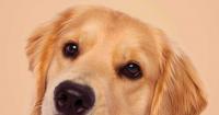 Book review: "Think Like a Dog" – the must-read novel for pup parents