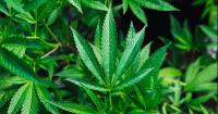 Photoperiod Manipulation Techniques Are Reshaping the Home Cannabis Grow Calendar