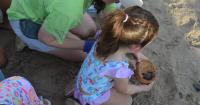 This Sonoran beach is important to sea turtle nesting. Tourism development could affect that