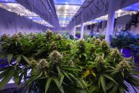 Zurich highlights cost of cannabis farm fires