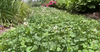 Adding some mini clover to grass seed creates a hardy, drought-tolerant lawn