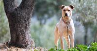 K9 Keepers: Law enforcement agencies prepare for Beau’s Law
